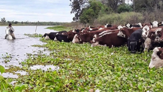 Fenómeno de El Niño: con la asistencia de la Provincia, ya se evacuó más del 70 % de la hacienda en islas